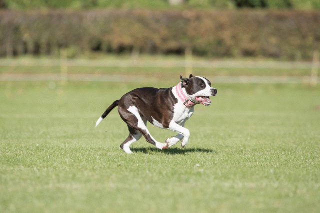 Bo4I8188 30566178165 O