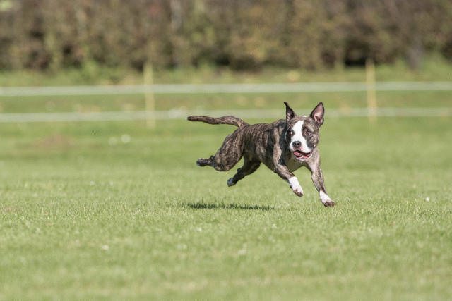 Bo4I8178 30566179865 O