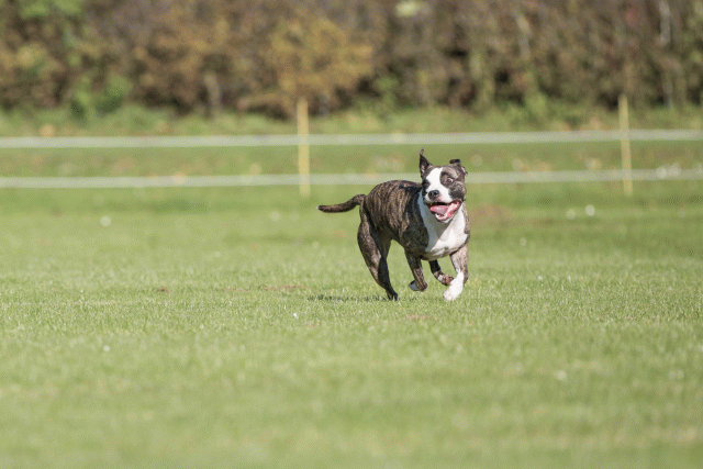 Bo4I8176 30566180015 O