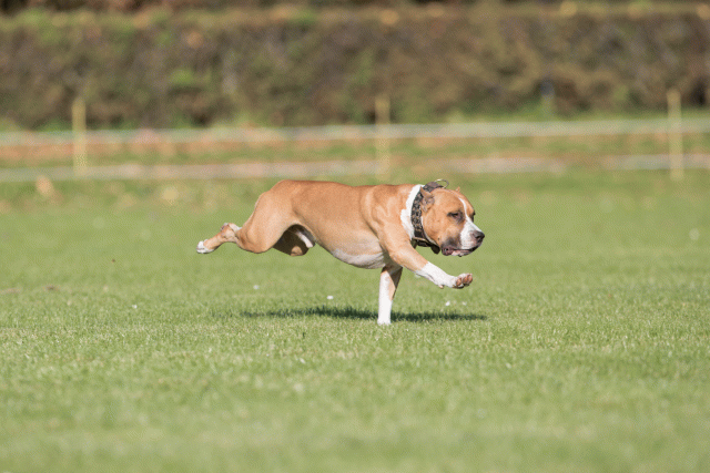 Bo4I8124 30566188295 O