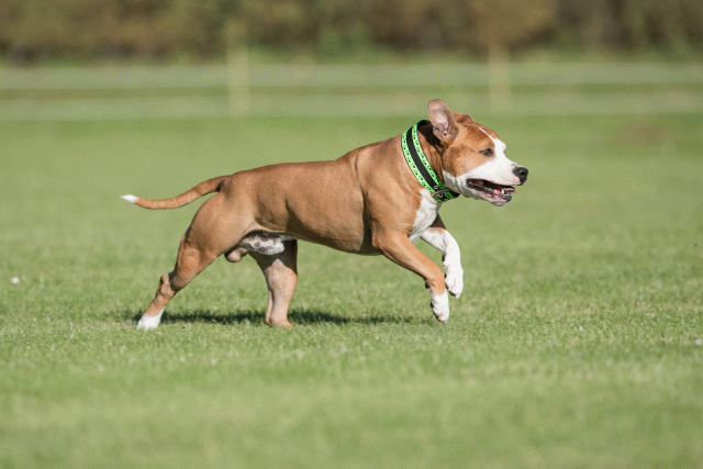 Bo4I8098 30566193885 O