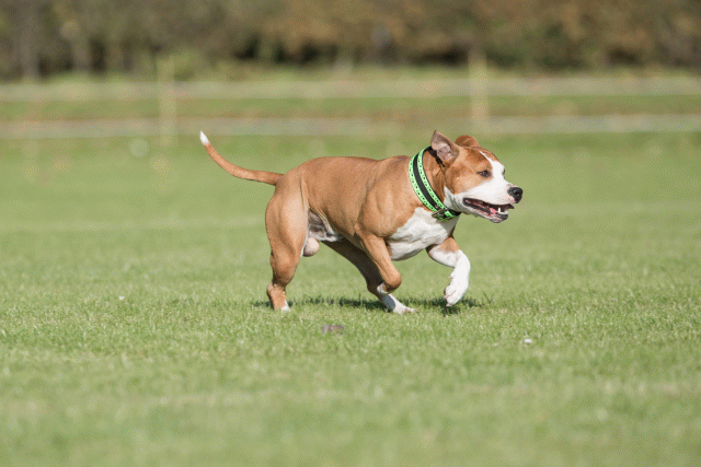 Bo4I8095 30566194385 O