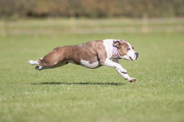 Bo4I8037 30566202485 O