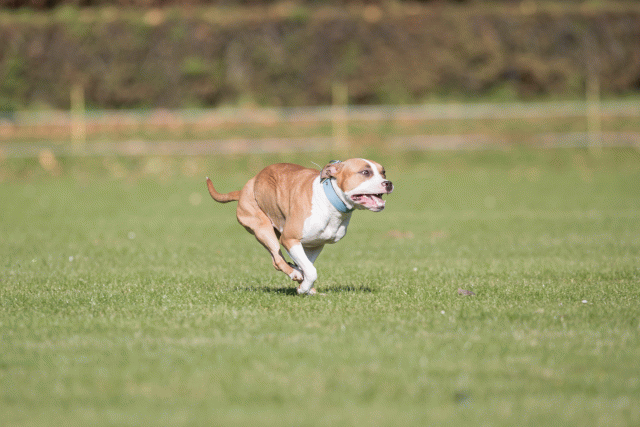 Bo4I8015 30566205435 O