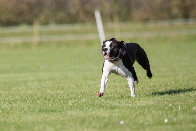 Bo4I8006 30566205775 O