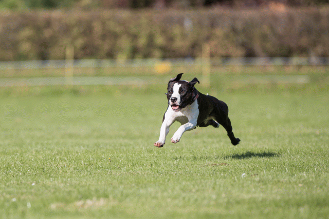 Bo4I8004 30566206625 O