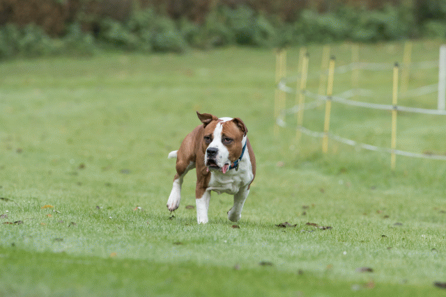 Bo4I7631 29932521203 O