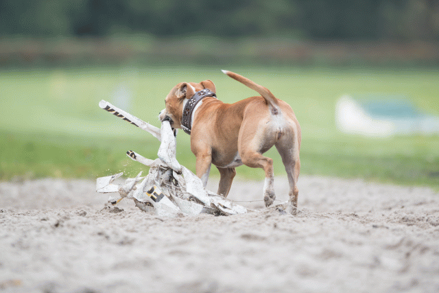 Bo4I7699 29932645423 O