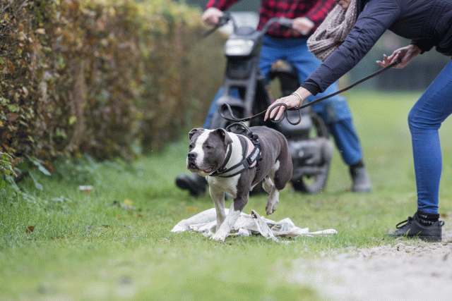 Bo4I7677 29932646843 O