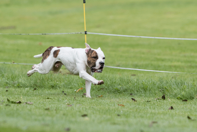 Bo4I7663 29932648063 O