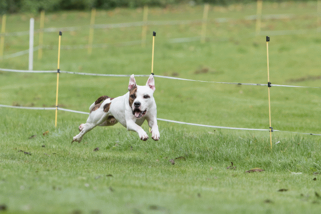 Bo4I7661 29932648403 O