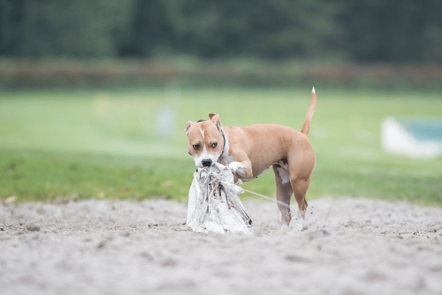 Bo4I7702 29934983044 O