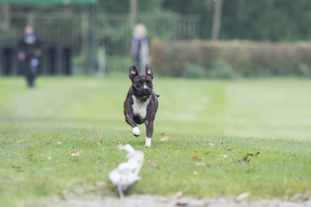 Bo4I7678 29934987954 O