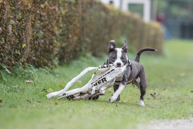 Bo4I7675 29934989454 O