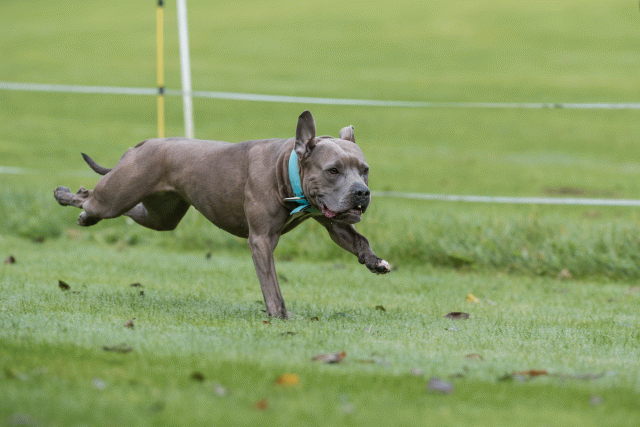 Bo4I7626 29942744693 O