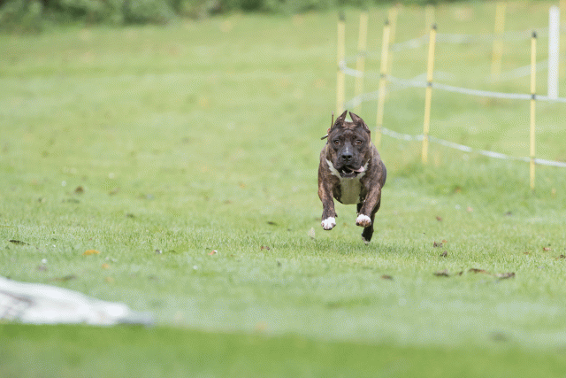 Bo4I7590 29942748933 O