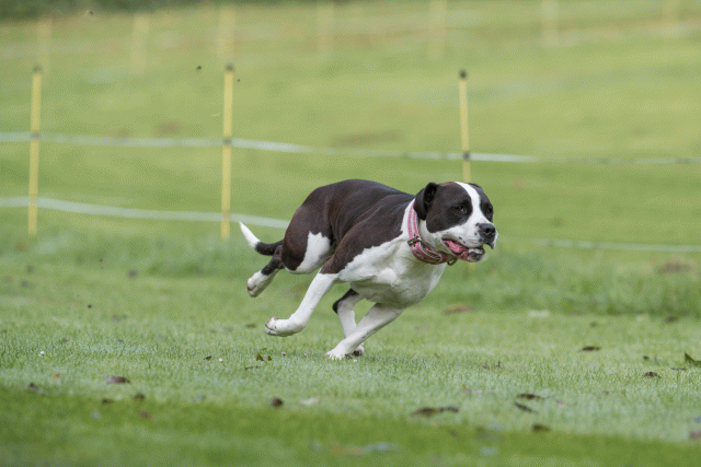 Bo4I7585 29942751003 O