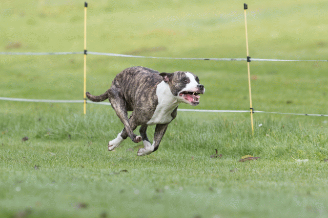 Bo4I7573 29942753893 O