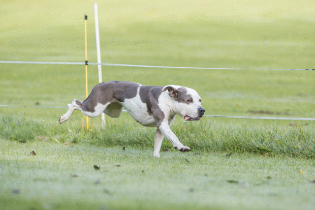 Bo4I7536 29942761853 O