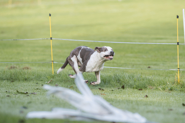 Bo4I7535 29942762223 O