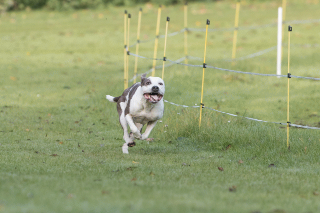 Bo4I7529 29942764333 O