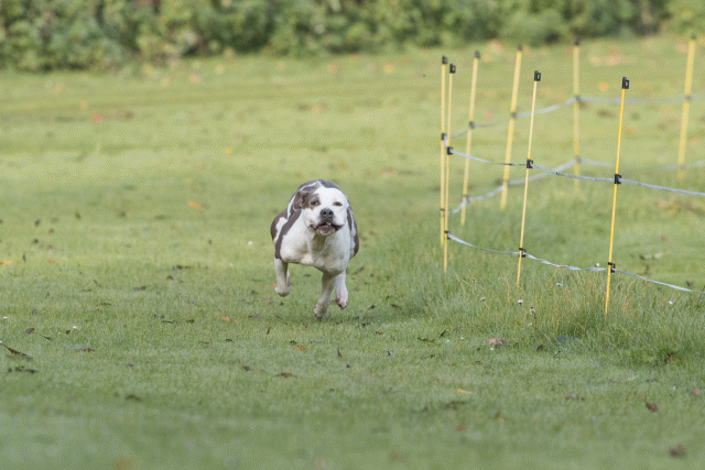 Bo4I7527 29942765003 O