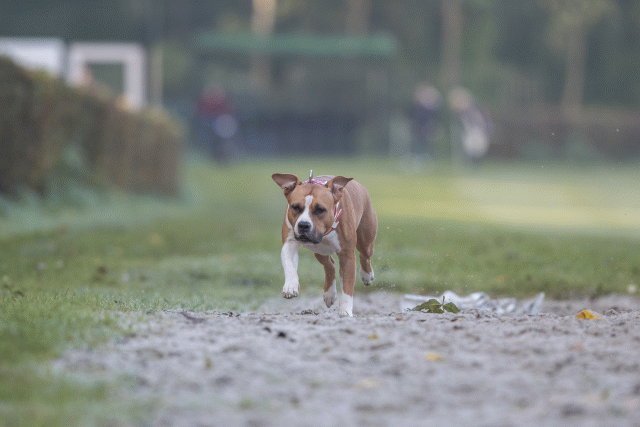 Bo4I7455 29942773253 O