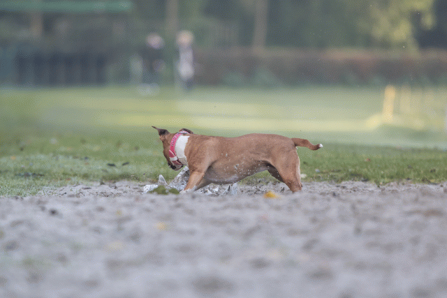 Bo4I7452 29942773703 O