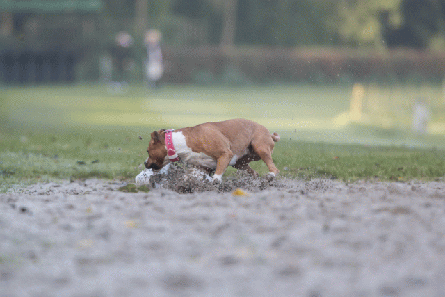 Bo4I7451 29942774003 O