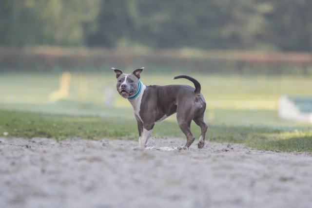 Bo4I7443 29942775553 O