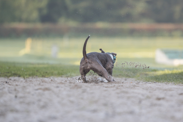 Bo4I7441 29942776013 O