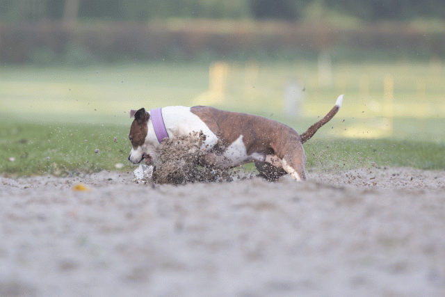 Bo4I7432 29942776783 O