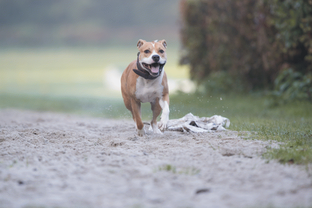 Bo4I7387 29942782523 O