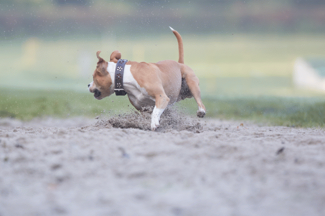 Bo4I7370 29942784043 O