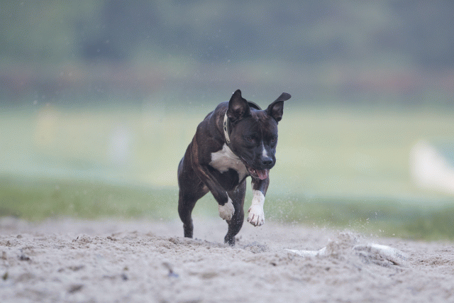 Bo4I7357 29942785493 O