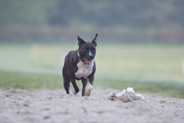 Bo4I7355 29942785963 O