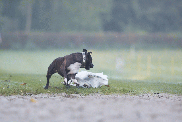 Bo4I7349 29942786293 O