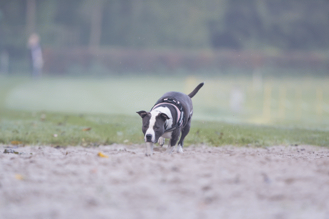 Bo4I7338 29942787303 O