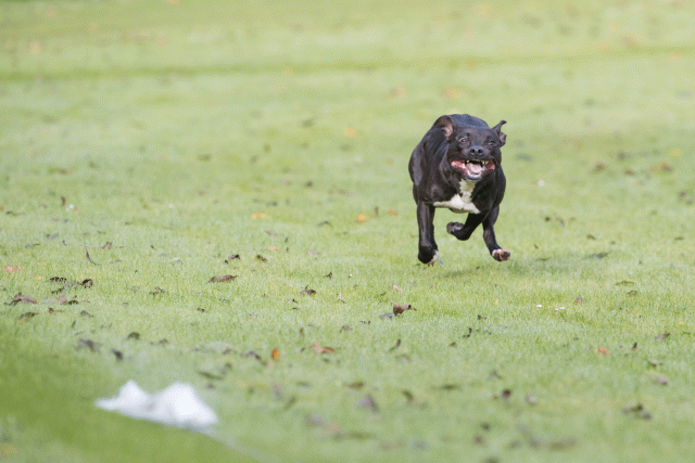 Bo4I7561 29945014184 O