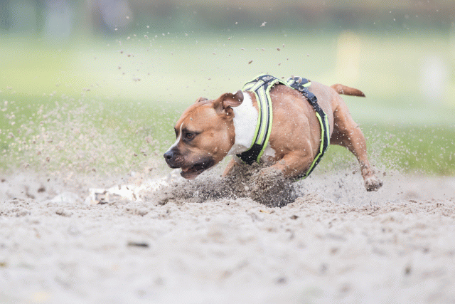 Bo4I7514 29945020914 O