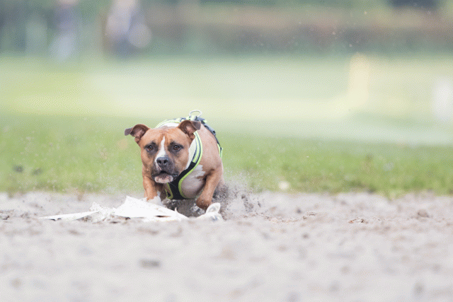 Bo4I7512 29945020984 O