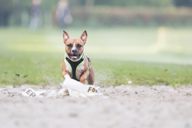 Bo4I7511 29945021164 O