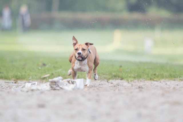 Bo4I7497 29945021804 O