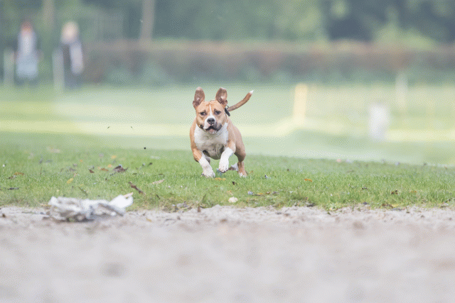 Bo4I7494 29945022074 O