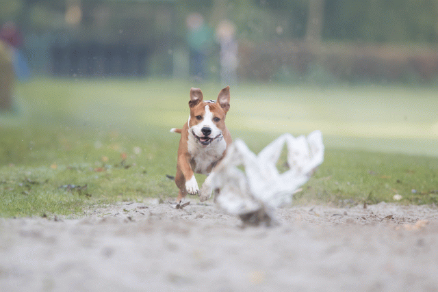 Bo4I7477 29945025064 O