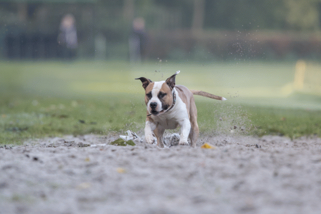 Bo4I7461 29945026544 O