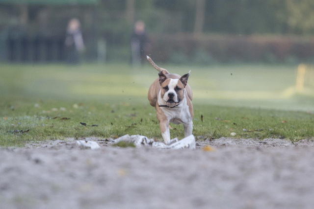 Bo4I7459 29945026794 O