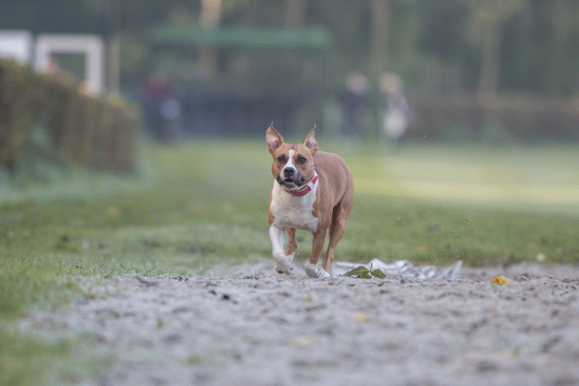 Bo4I7454 29945027484 O