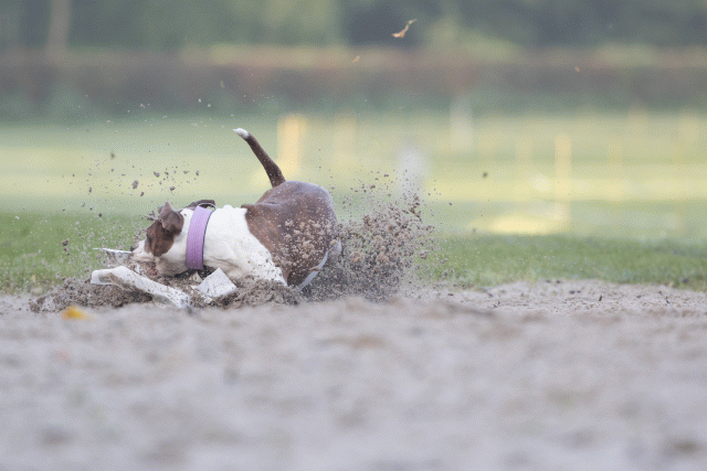 Bo4I7431 29945030824 O