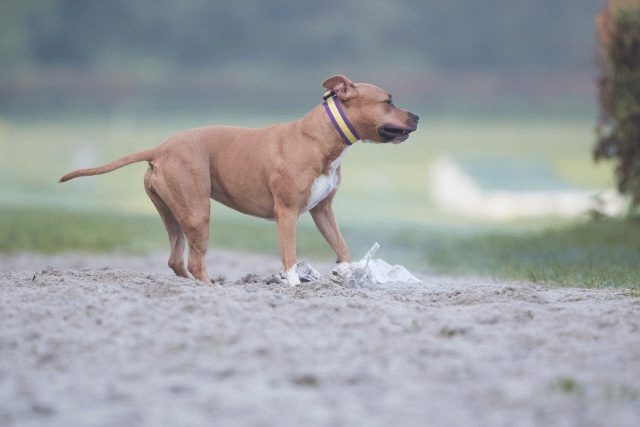 Bo4I7404 29945033824 O